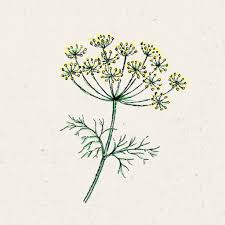 Attēlu rezultāti vaicājumam “Anethum graveolens”