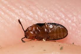 Attēlu rezultāti vaicājumam “Triplax aenea”