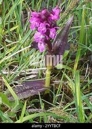 Attēlu rezultāti vaicājumam “Dactylorhiza cruenta leaf”