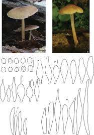 Attēlu rezultāti vaicājumam “Pluteus leoninus”