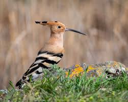 Attēlu rezultāti vaicājumam “Upupa epops”