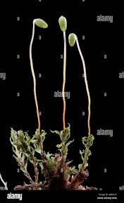 Attēlu rezultāti vaicājumam “Bryoerythrophyllum recurvirostrum sporophyte”