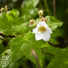 Attēlu rezultāti vaicājumam “Rubus parviflorus fruit”