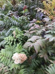 Attēlu rezultāti vaicājumam “Sorbaria sorbifolia”