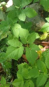 Attēlu rezultāti vaicājumam “Aegopodium podagraria leaf”