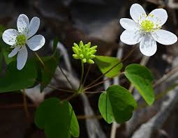 Attēlu rezultāti vaicājumam “Isopyrum thalictroides fruit”