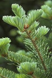 Attēlu rezultāti vaicājumam “Abies balsamea”