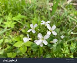 Attēlu rezultāti vaicājumam “Cardaminopsis arenosa bud”