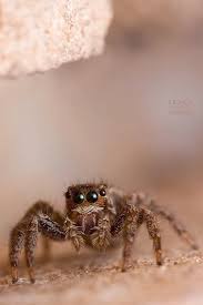 Attēlu rezultāti vaicājumam “Colymbetes paykulli”