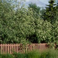 Attēlu rezultāti vaicājumam “Prunus padus var. roseiflora flower”