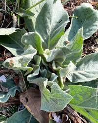 Attēlu rezultāti vaicājumam “Verbascum thapsus leaf”