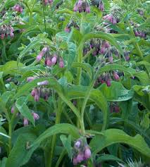 Image result for Symphytum officinale