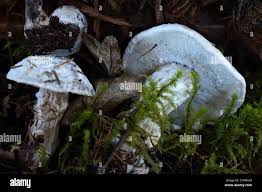 Attēlu rezultāti vaicājumam “Hypomyces chrysospermus”