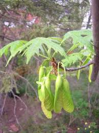 Attēlu rezultāti vaicājumam “Acer saccharinum fruit”