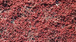 Image result for Sedum album `Coral Carpet`