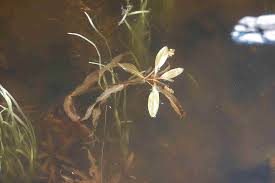 Attēlu rezultāti vaicājumam “Potamogeton rutilus”