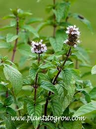 Image result for Mentha piperita