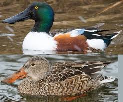 Attēlu rezultāti vaicājumam “Anas clypeata male”