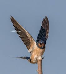 Attēlu rezultāti vaicājumam “Hirundinidae”