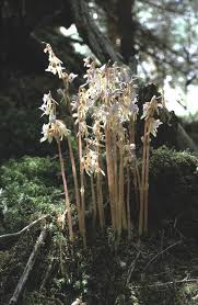 Attēlu rezultāti vaicājumam “Epipogium aphyllum”