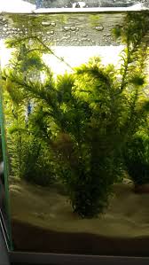 「水蘊草」的圖片搜尋結果