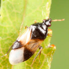 Attēlu rezultāti vaicājumam “Orbilia sp.”