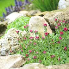 Attēlu rezultāti vaicājumam “Antennaria dioica”