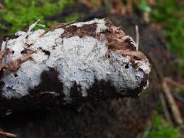 Attēlu rezultāti vaicājumam “Basidioradulum radula”