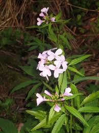 Attēlu rezultāti vaicājumam “Cardamine bulbifera”