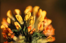 Attēlu rezultāti vaicājumam “Anthyllis arenaria flower”