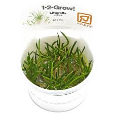 Attēlu rezultāti vaicājumam “Plantago uniflora”