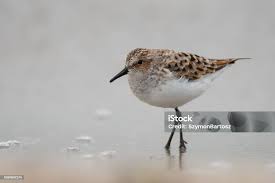 Attēlu rezultāti vaicājumam “Calidris minuta”