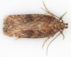 Attēlu rezultāti vaicājumam “Depressaria olerella”