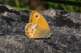 Attēlu rezultāti vaicājumam “Coenonympha arcania underside”