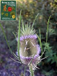 Attēlu rezultāti vaicājumam “Dipsacaceae”