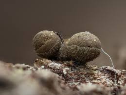 Attēlu rezultāti vaicājumam “Ophiotheca chrysosperma macro”