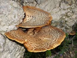 Attēlu rezultāti vaicājumam “Polyporus squamosus”