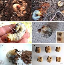 Attēlu rezultāti vaicājumam “Ceruchus chrysomelinus larva”