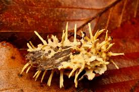 Attēlu rezultāti vaicājumam “Akanthomyces aculeatus”