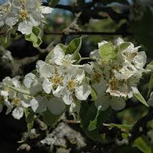Attēlu rezultāti vaicājumam “Pyrus communis flower”