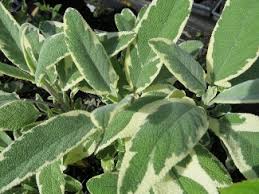 Attēlu rezultāti vaicājumam “Salvia officinalis leaf”