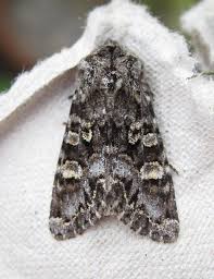 Attēlu rezultāti vaicājumam “Papestra biren”