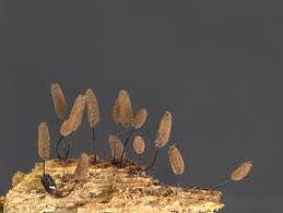 Attēlu rezultāti vaicājumam “Comatricha tenerrima”