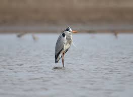 Attēlu rezultāti vaicājumam “Ardea cinerea adult”