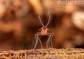 Attēlu rezultāti vaicājumam “Cecidomyiidae”