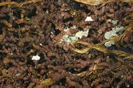 Attēlu rezultāti vaicājumam “Frullania fragilifolia”