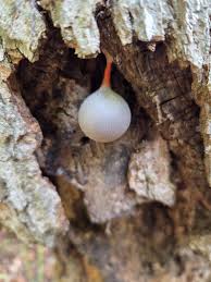 Attēlu rezultāti vaicājumam “Lycogala flavofuscum”