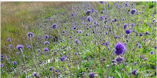 Image result for Succisa pratensis