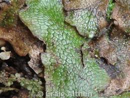 Attēlu rezultāti vaicājumam “Conocephalum salebrosum”