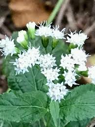 Attēlu rezultāti vaicājumam “Festuca altissima flower”